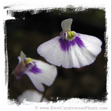 Utricularia uniflora {Lithgow, NSW, AU}